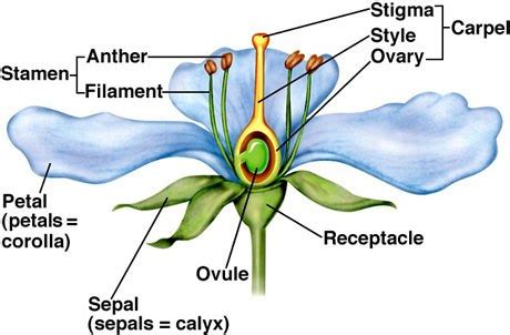 What is a flower? Describe the parts of a typical angiosperm flower.