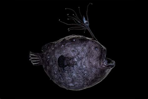 Unusual anglerfish glows with bioluminescent and fluorescent light ...