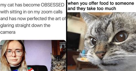 20+ Annoyed Cat Memes For All The Grumpy Cats At Work Today - I Can Has ...