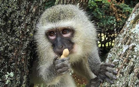 Vervet Monkey - Monkey Facts and Information