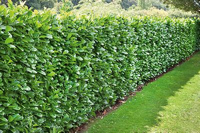 Fast-Growing Hedges for Privacy | InstantHedge Blog