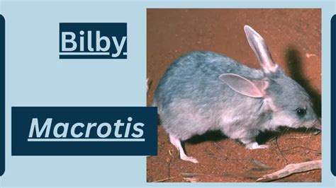 Bilby Animal Facts | Macrotis