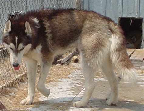 Do Wolf-Dog Hybrids Make Good Pets? - PetHelpful