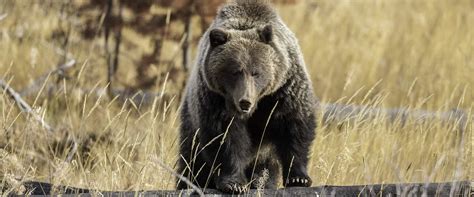 Where to Spot Banff Wildlife | Discover Banff Tours