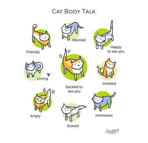 Learn to Speak Cat: Cat Behavior 101 | TAPinto