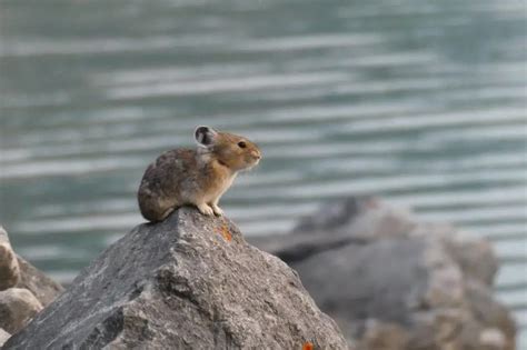 Banff National Park Wildlife Videos - Where to See Wildlife