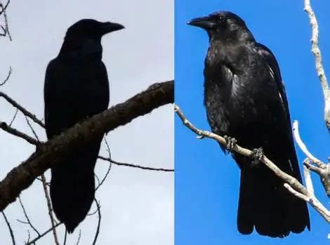 What are the different sounds between a crow and Raven? - Birdful