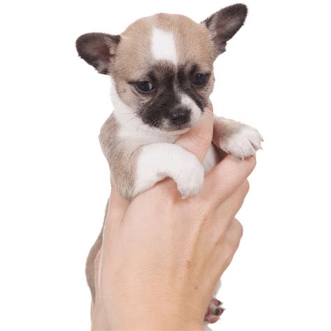 How Much Does a Teacup Chihuahua Cost?