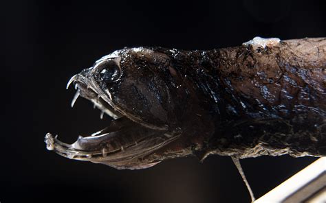 Researchers Discover What Makes Deep-Sea Dragonfish Teeth Transparent