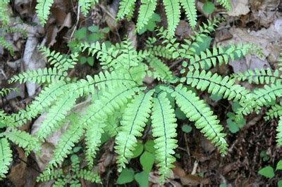 Maidenhair Fern / Adiantum x - Office Plants