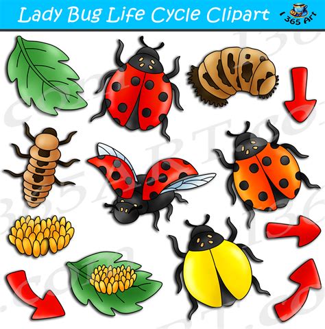 Ladybug Life Cycle Clipart Bundle - Clipart 4 School