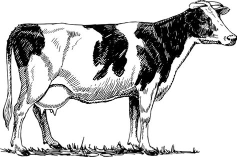 Holstein cow Free vector in Open office drawing svg ( .svg ) vector ...