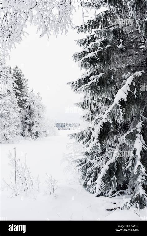 Winter forest, Sweden Stock Photo - Alamy