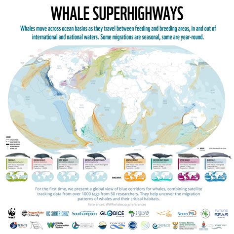 Identifying whale migration routes in the global oceans - Argos