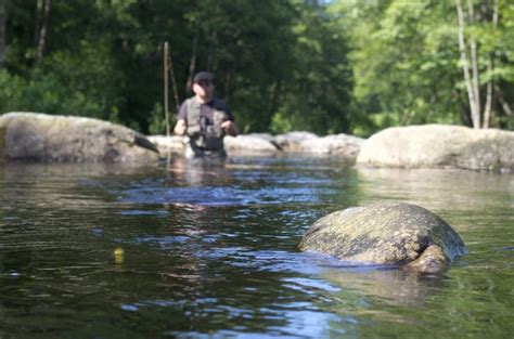 10 Best Dry Flies For Trout (2023 Buyer’s Guide) - Into Fly Fishing