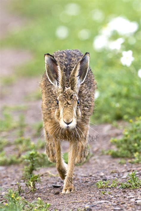 Sean Hunter Photography - European Brown Hare