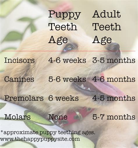 Puppy Teeth and Teething: What To Expect? - The Happy Puppy Site