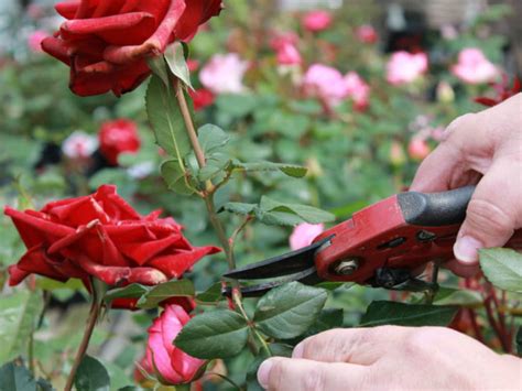 How to Deadhead Roses - World of Flowering Plants