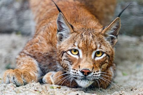 2560x1080 resolution | brown and white lynx cat HD wallpaper ...