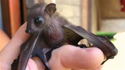 Biologists Attempt to Rescue Baby Bat in Borneo