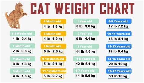 Weight charts, Cat weight chart, Puppy time