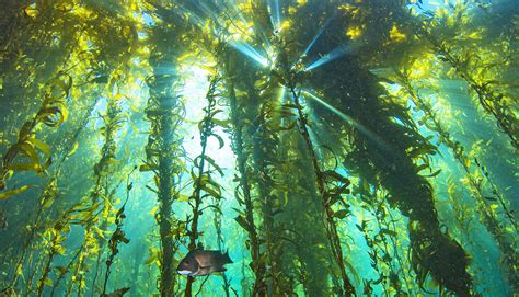 'The Blob' had lasting effects on kelp forests - Futurity