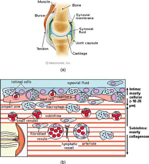 Synovial Membrane Diagram