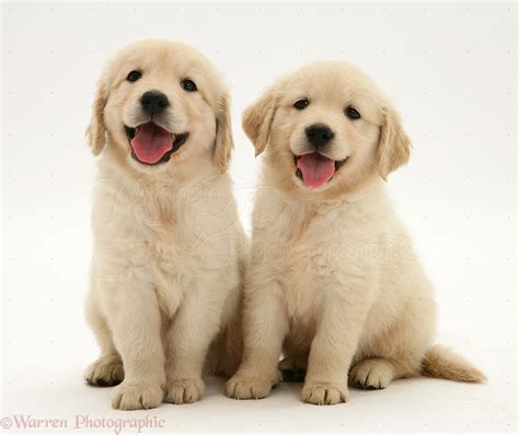 Golden Retriever Puppies | [#] Lunawsome