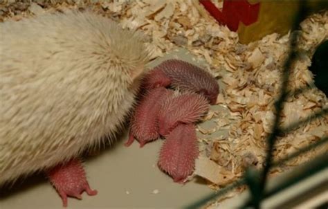 Baby Hedgehog (Hoglet) Care - CHICAGO EXOTICS ANIMAL HOSPITAL