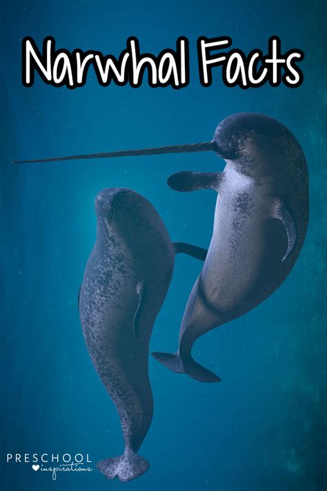 Narwhal Fun Facts for Kids - Preschool Inspirations