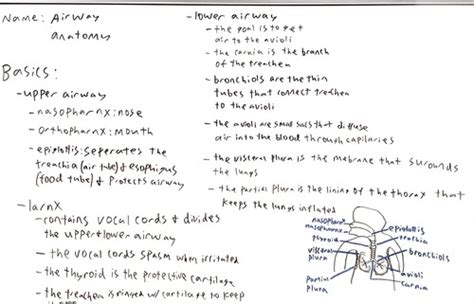 EMT: Airway Flashcards | Quizlet