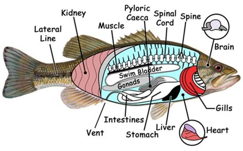 Internal Anatomy Of Tilapia - abangtigaj