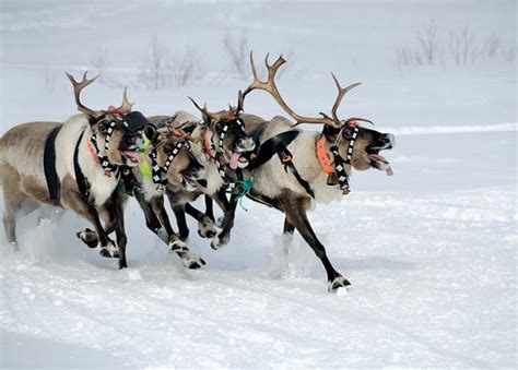 Reindeer | Habitat, Diet, Antlers, & Facts | Britannica