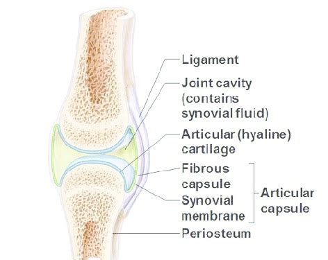 Synovial Joint Diagram And Label