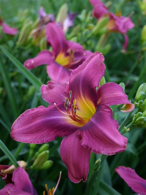 Daylily Varieties | Daylily Photos | HGTV