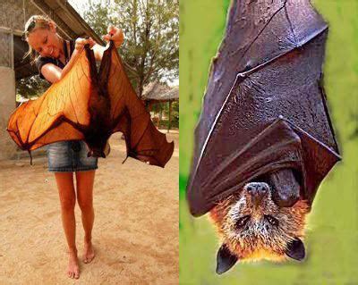 Megabat ~ Detailed Information | Photos | Videos