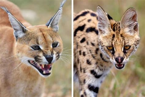 Caracal vs Serval: What’s the Difference?