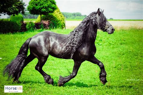 Friesian Horse Breed: Temperament & Facts (W/ Pictures & Videos)