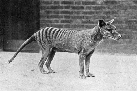 This De-Extinction Company Wants to Resurrect the Thylacine | WIRED