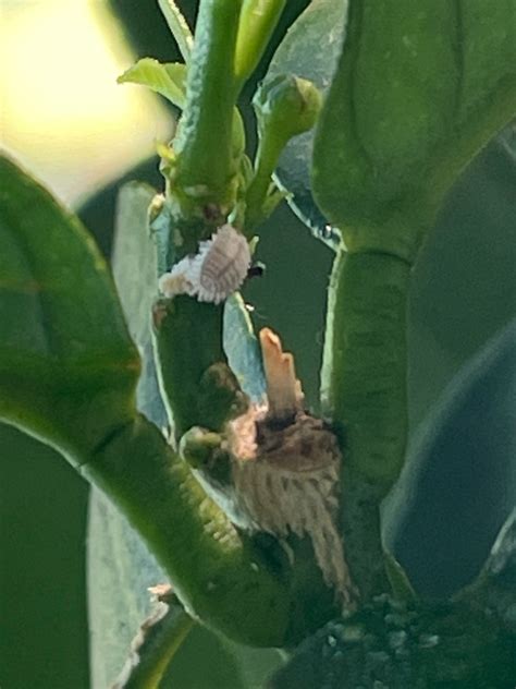 What are these bugs on my lemon tree? - Gardening & Landscaping Stack ...