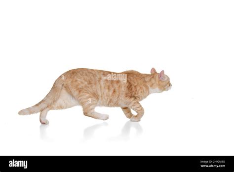 One beautiful fluffy purebred cat, pet running away isolated on white ...