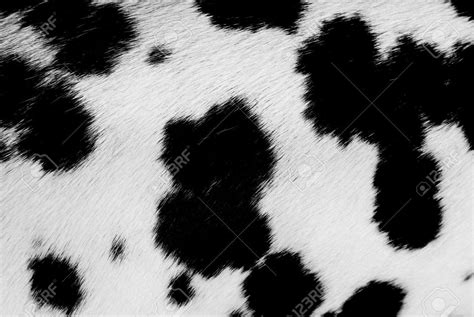 Faux fur fabric, Cow pattern, Cow print