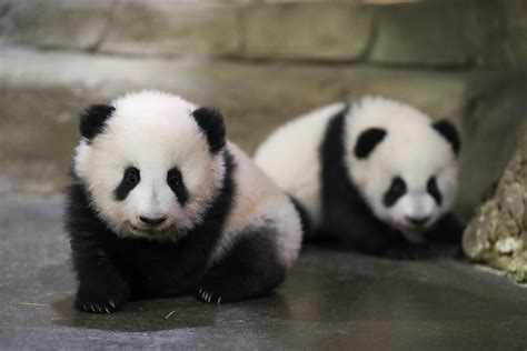 Twin panda cubs make adorable debut in French zoo