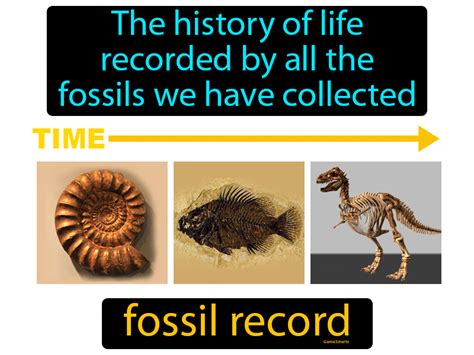 Fossil Record Definition & Image | GameSmartz