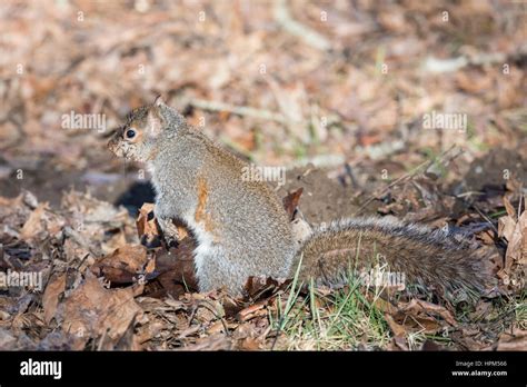 Invasive squirrel species hi-res stock photography and images - Alamy