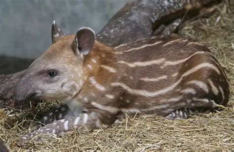 Tapir - Descriptions, Habitats, Images, Diets, and Interesting Facts