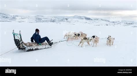 An inuit hunter on his dog sled Stock Photo - Alamy