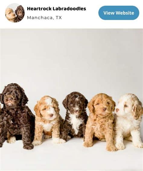 Labradoodle Size Charts for Mini, Medium, and Standard Labradoodles