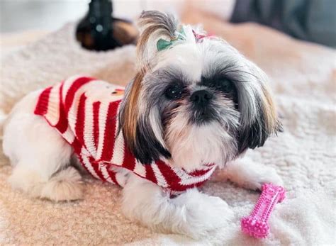 Everything You Should Know About The Courageous Teacup Shih Tzu - K9 Web