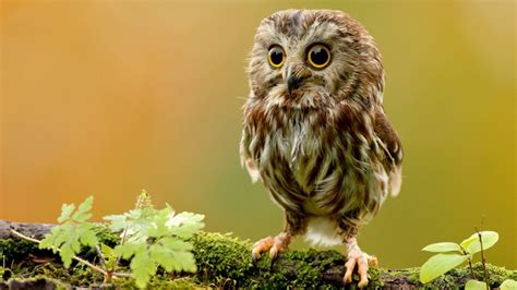 Cute Owl Wallpapers - Top Free Cute Owl Backgrounds - WallpaperAccess